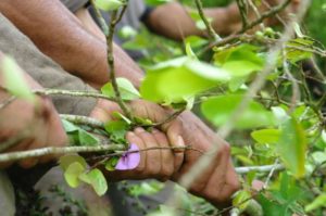 Erradicación cultivos de coca
