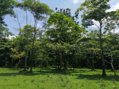 Despojo y deforestación Pedeguita