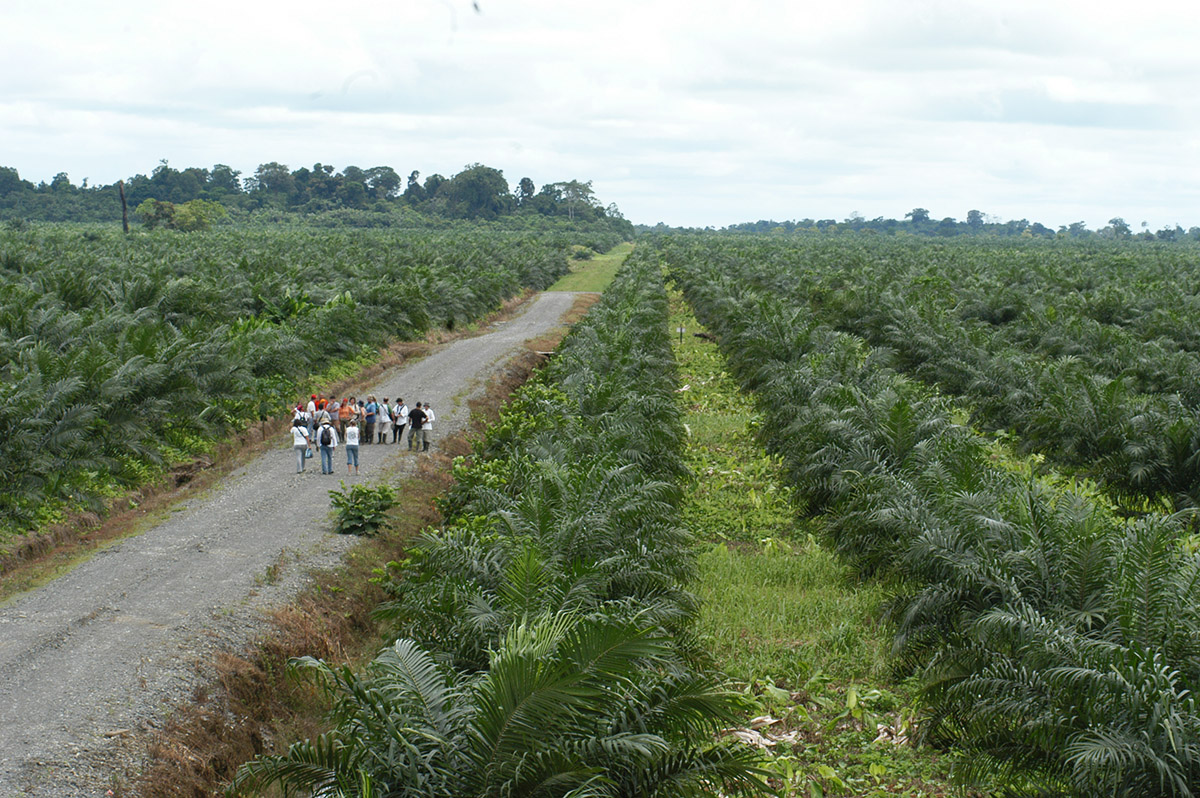 Cultivos de palma aceitera en Curbaradó - año 2002 / Simone Bruno
